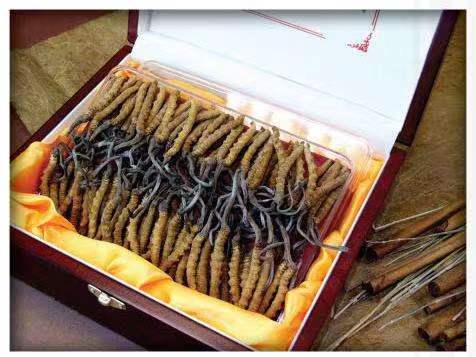 科尔沁右翼前冬虫夏草回收